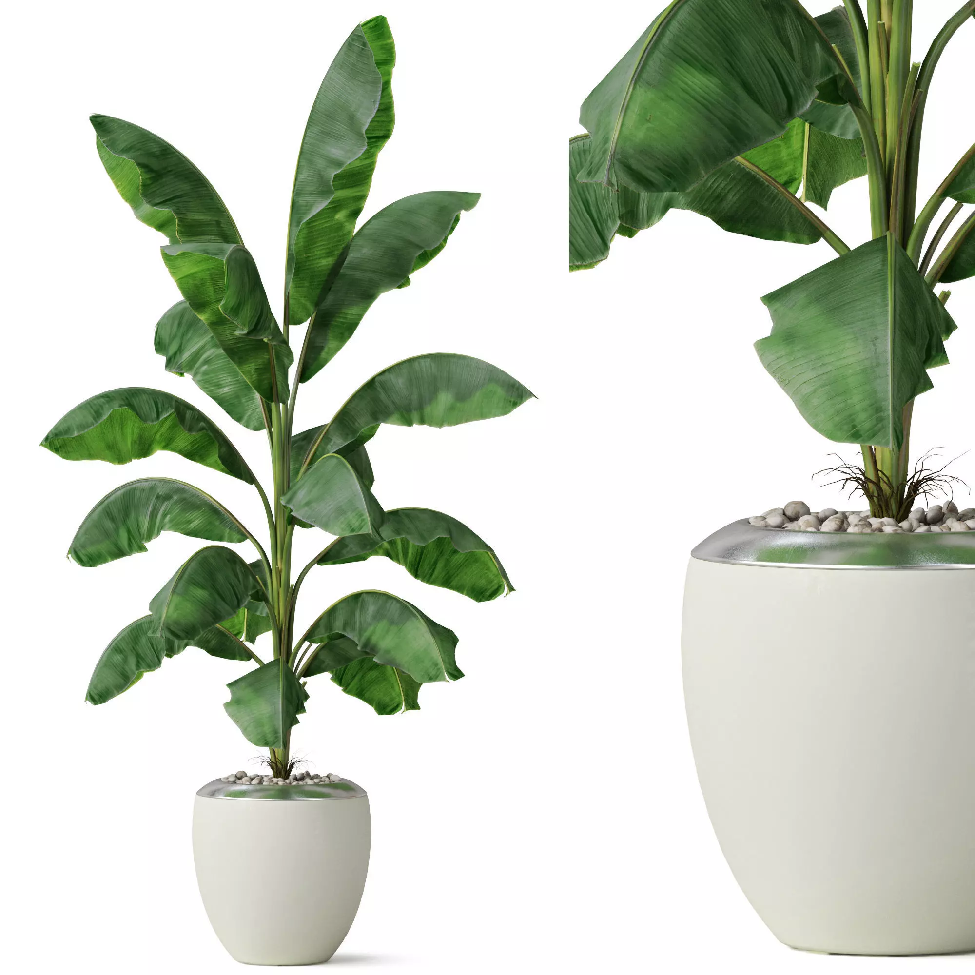 Plants collection 818 3D model