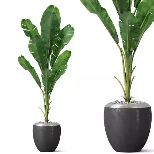 Plants collection 819 3D model