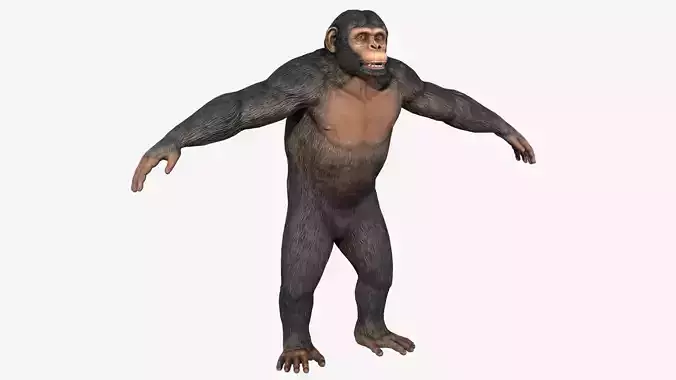 Chimpanzee Low-poly 3D model