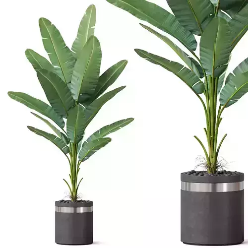 Plants collection 820 3D model