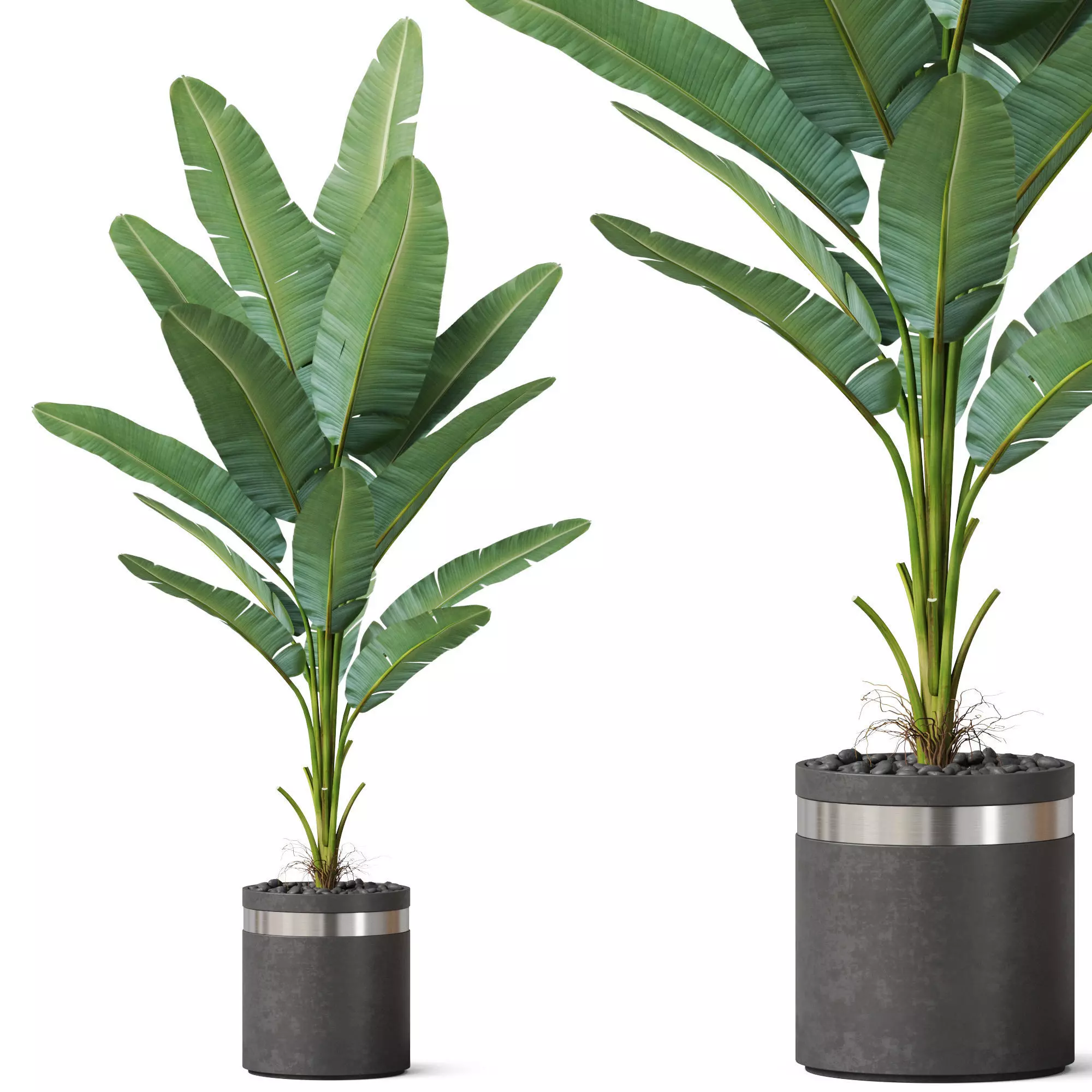 Plants collection 820 3D model