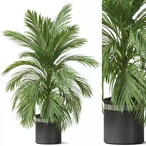 Plants collection 821 3D model