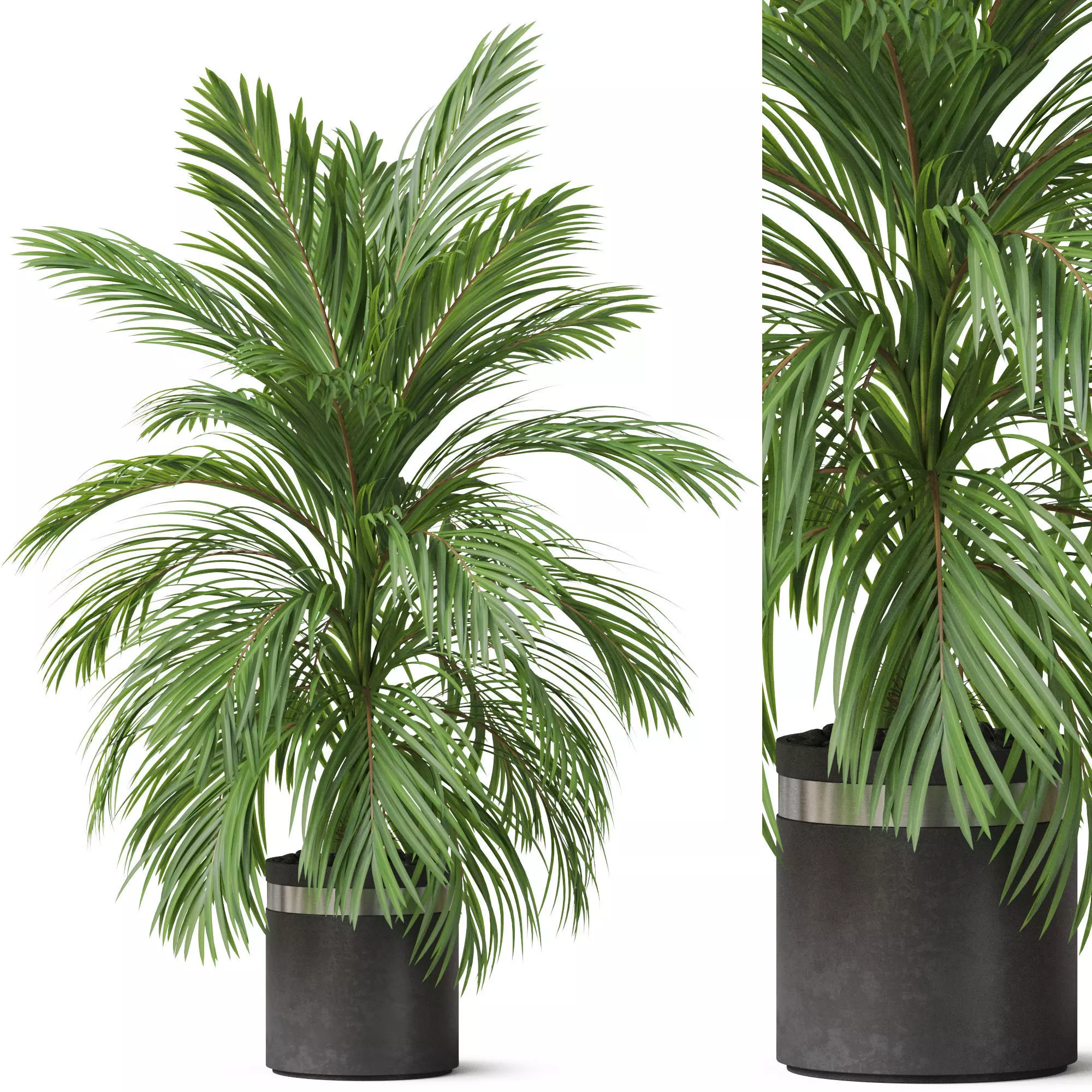 Plants collection 821 3D model
