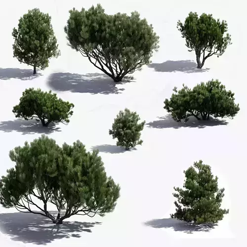 Pine Tree - Pinus Mugo Set 3D model