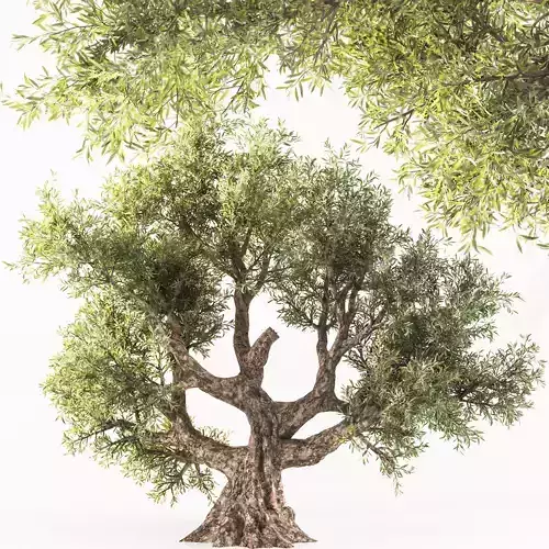 olive Tree 01 3D model