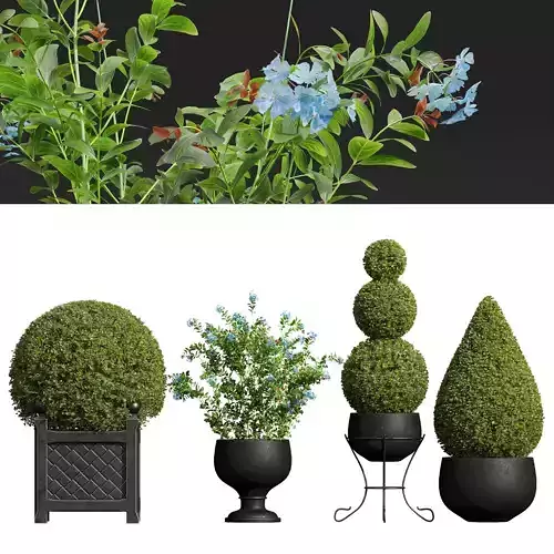 Ceratostigma Plumbaginoides Bleiwurz Concinna Bonsai Pruned 3D model