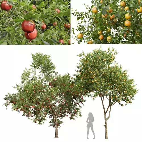 Citrus Sinensis Orange Arancio and Punica Granatum Pomegranate 3D model
