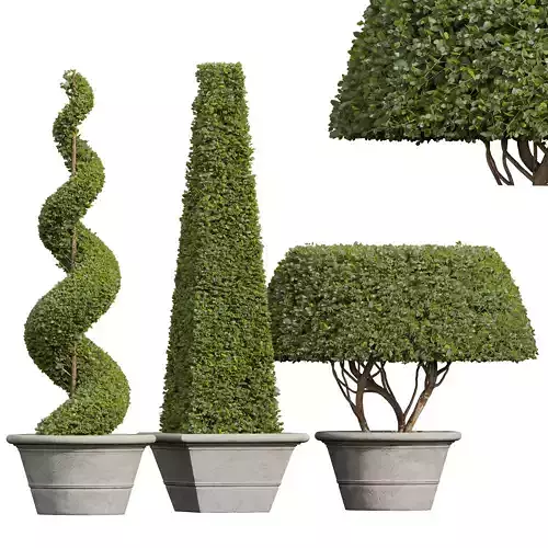 New Plant Ficus Concinna Bonsai Pruned14 3D model
