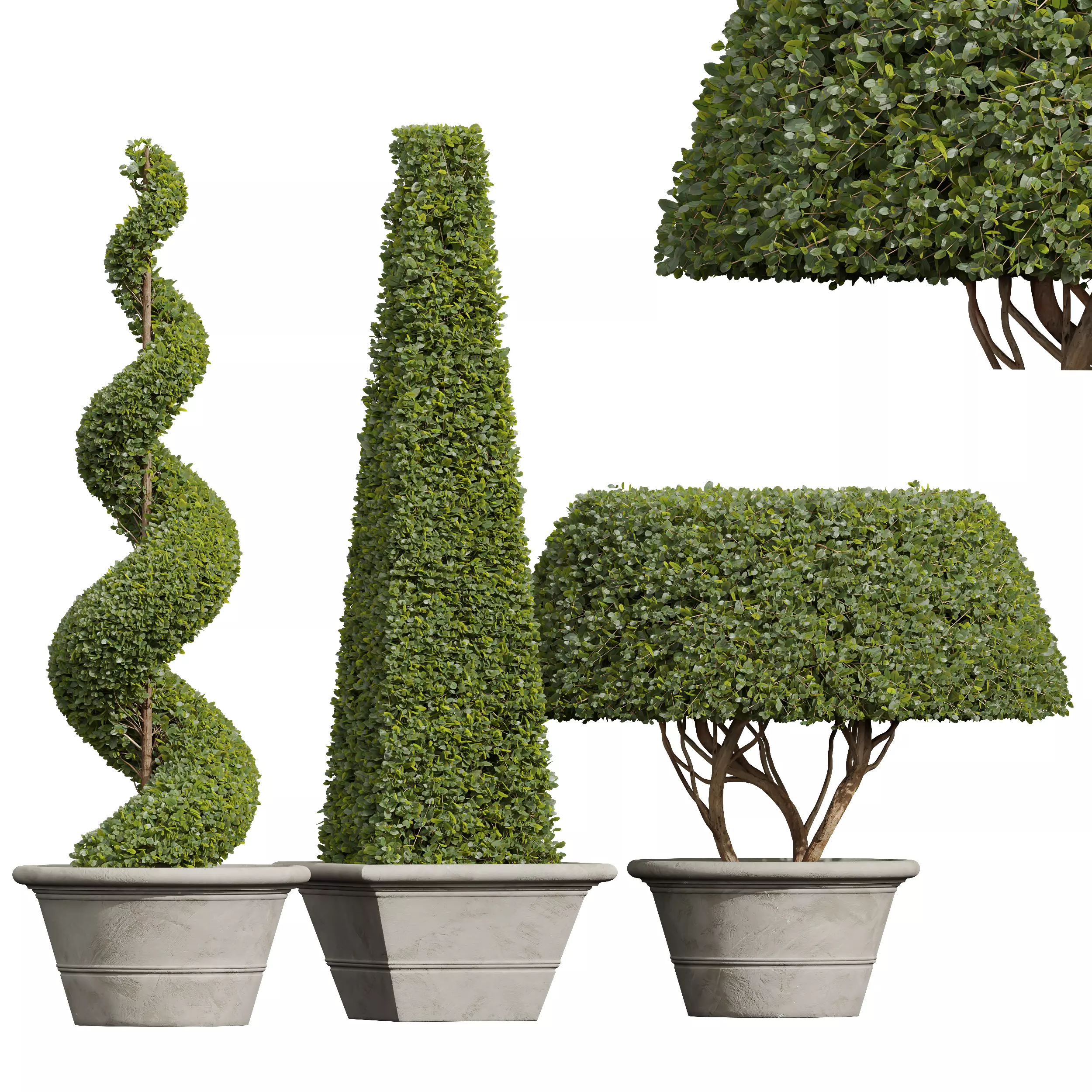 New Plant Ficus Concinna Bonsai Pruned14 3D model