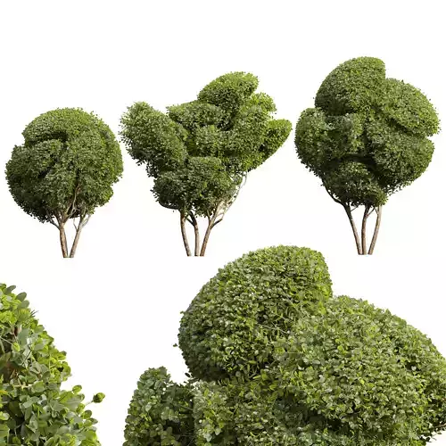 New Plant Ficus Concinna Bonsai Pruned15