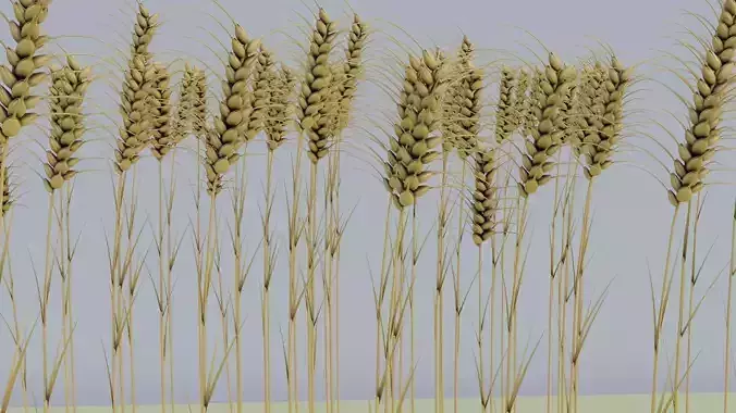 Wheat plant 3D model