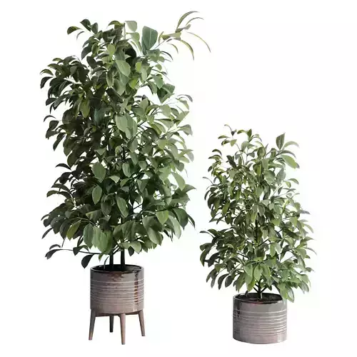 indoor plant 299 of earthenware concrete vase