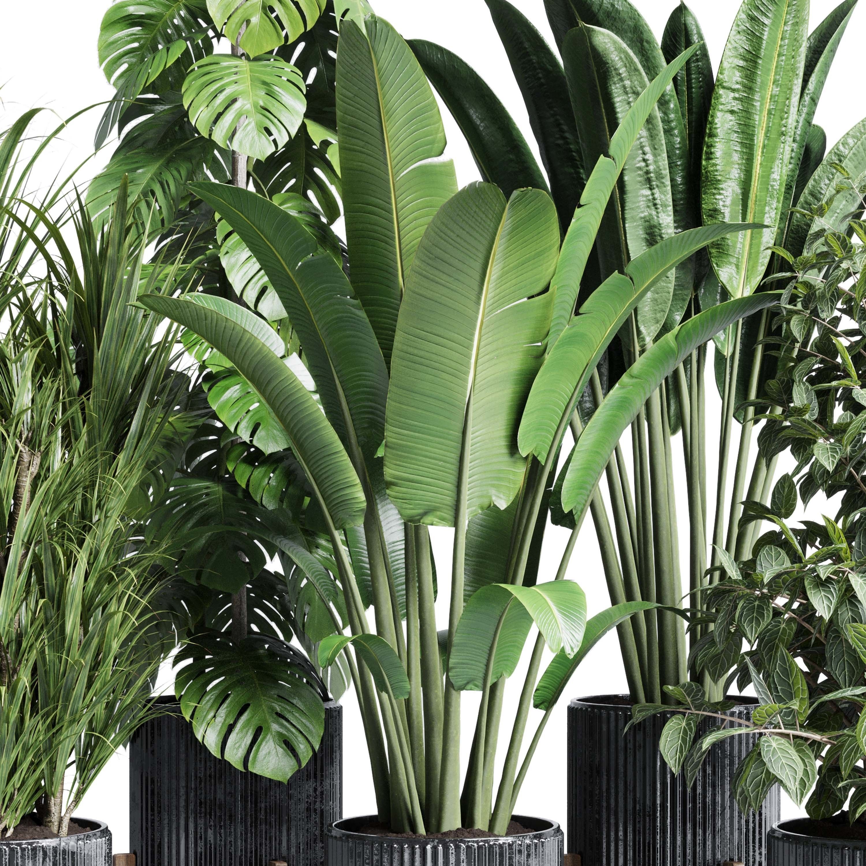 indoor plant set 300 plant ravenala ficus rubbery monstera Low-poly 3D model_5