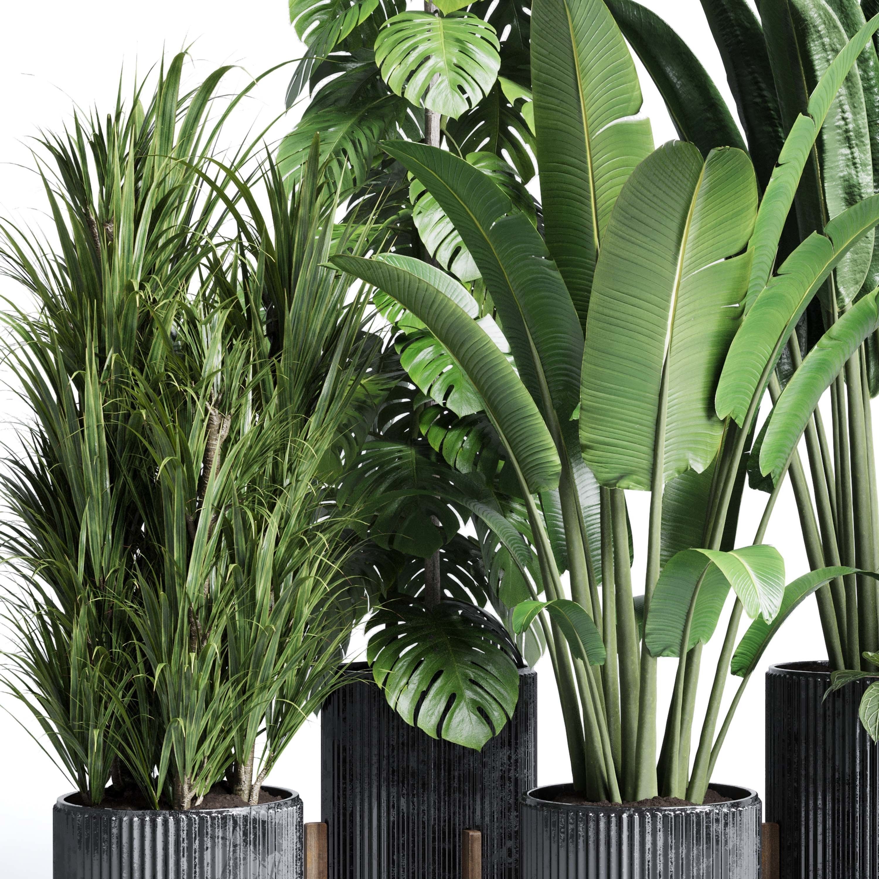 indoor plant set 300 plant ravenala ficus rubbery monstera Low-poly 3D model_1