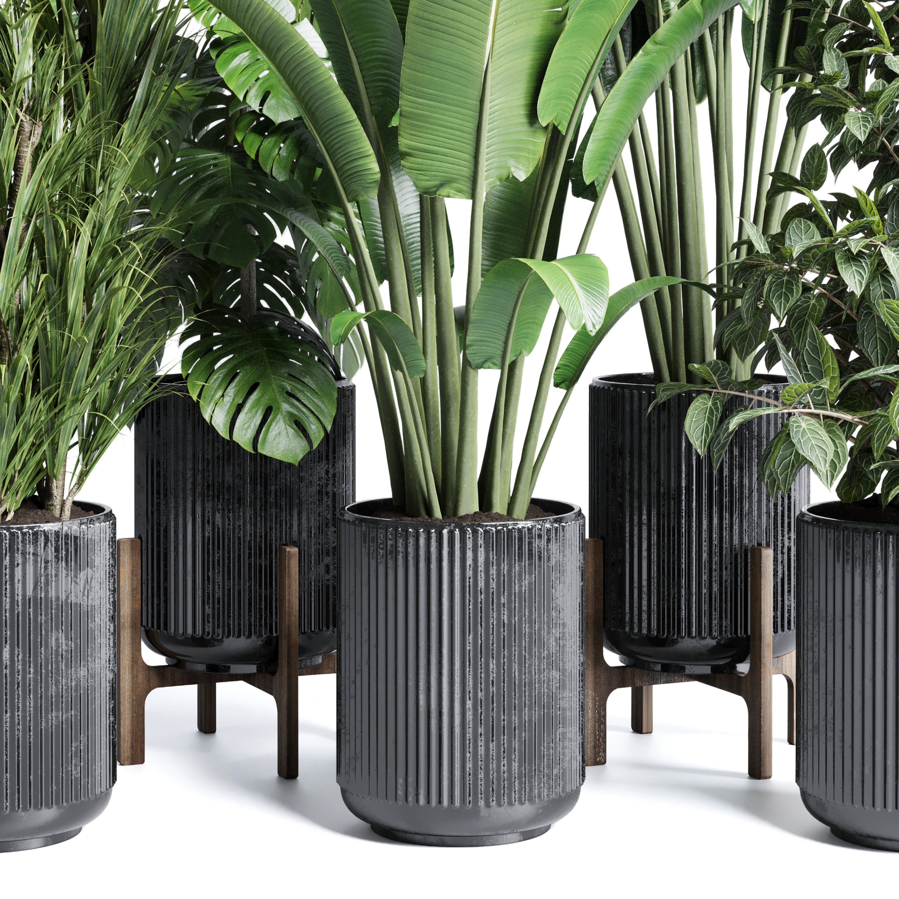 indoor plant set 300 plant ravenala ficus rubbery monstera Low-poly 3D model_4