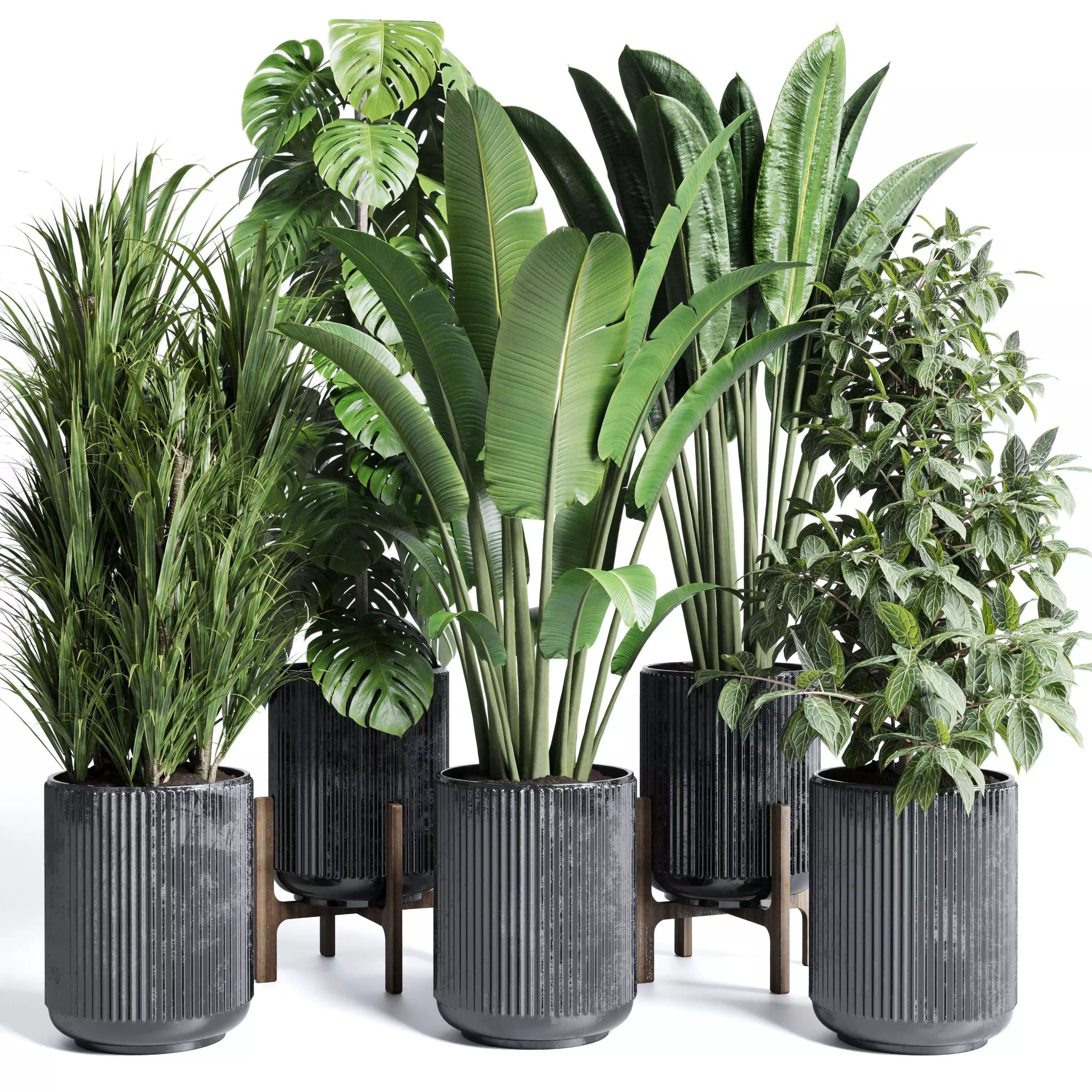 indoor plant set 300 plant ravenala ficus rubbery monstera Low-poly 3D model_0