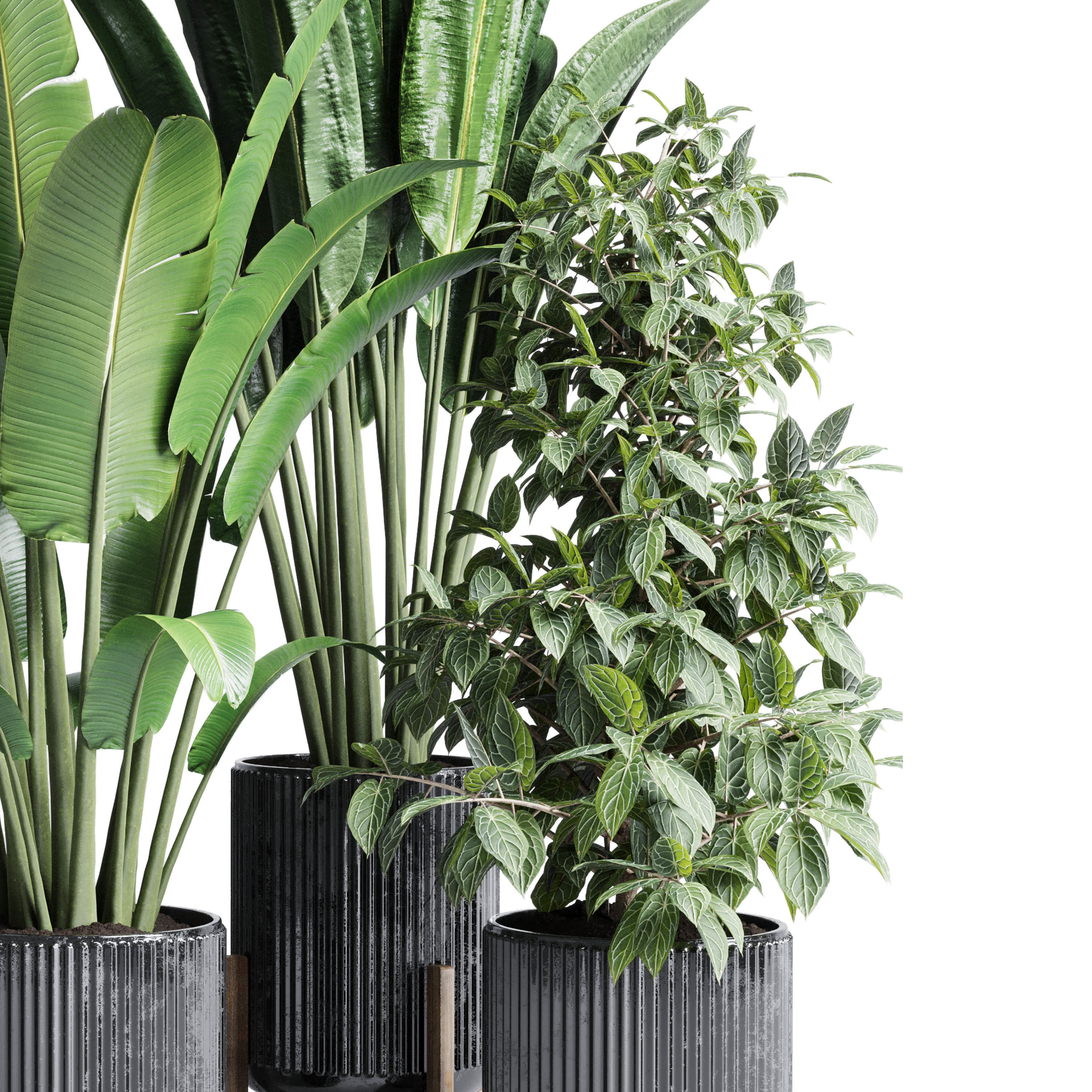 indoor plant set 300 plant ravenala ficus rubbery monstera Low-poly 3D model_3