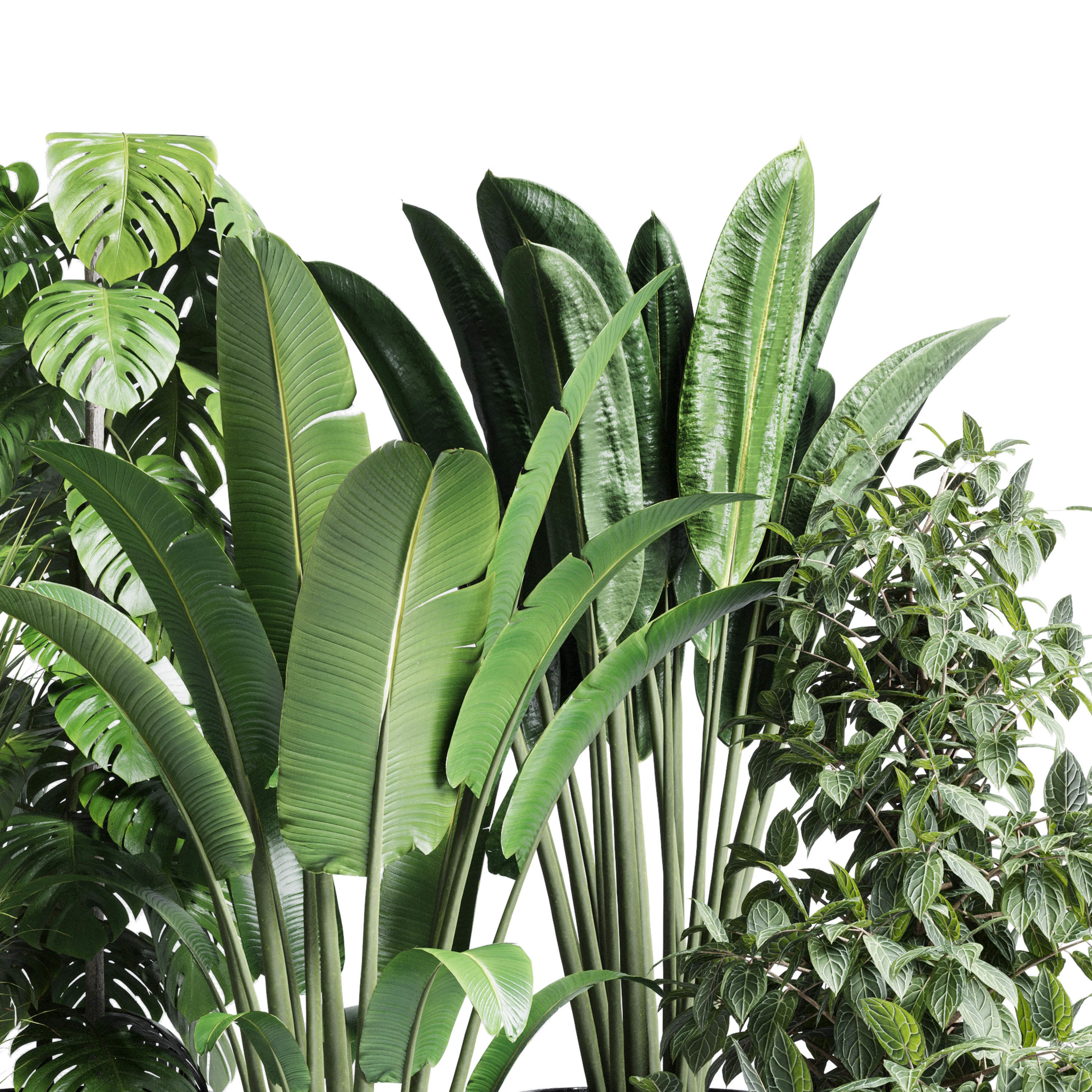 indoor plant set 300 plant ravenala ficus rubbery monstera Low-poly 3D model_2