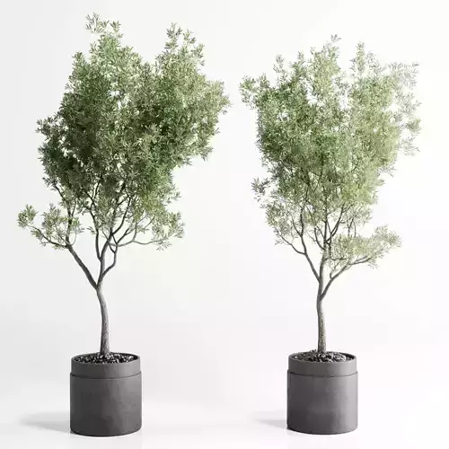 Olive tree in an old concrete vase indoor 301 Low-poly 3D model