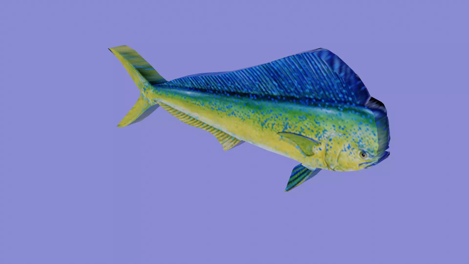 A mahi mahi fish Low-poly 3D model_0