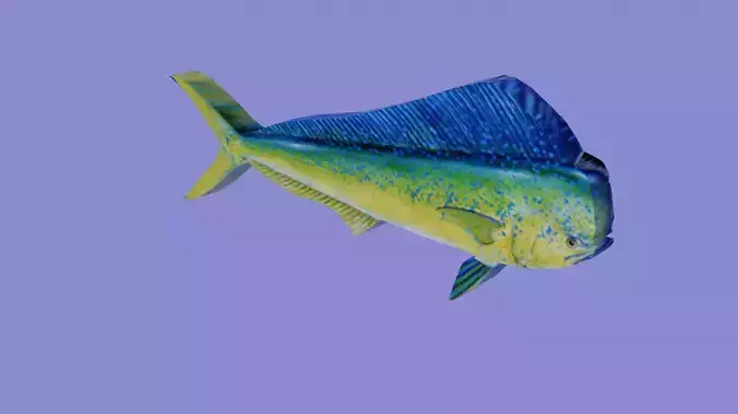 A mahi mahi fish