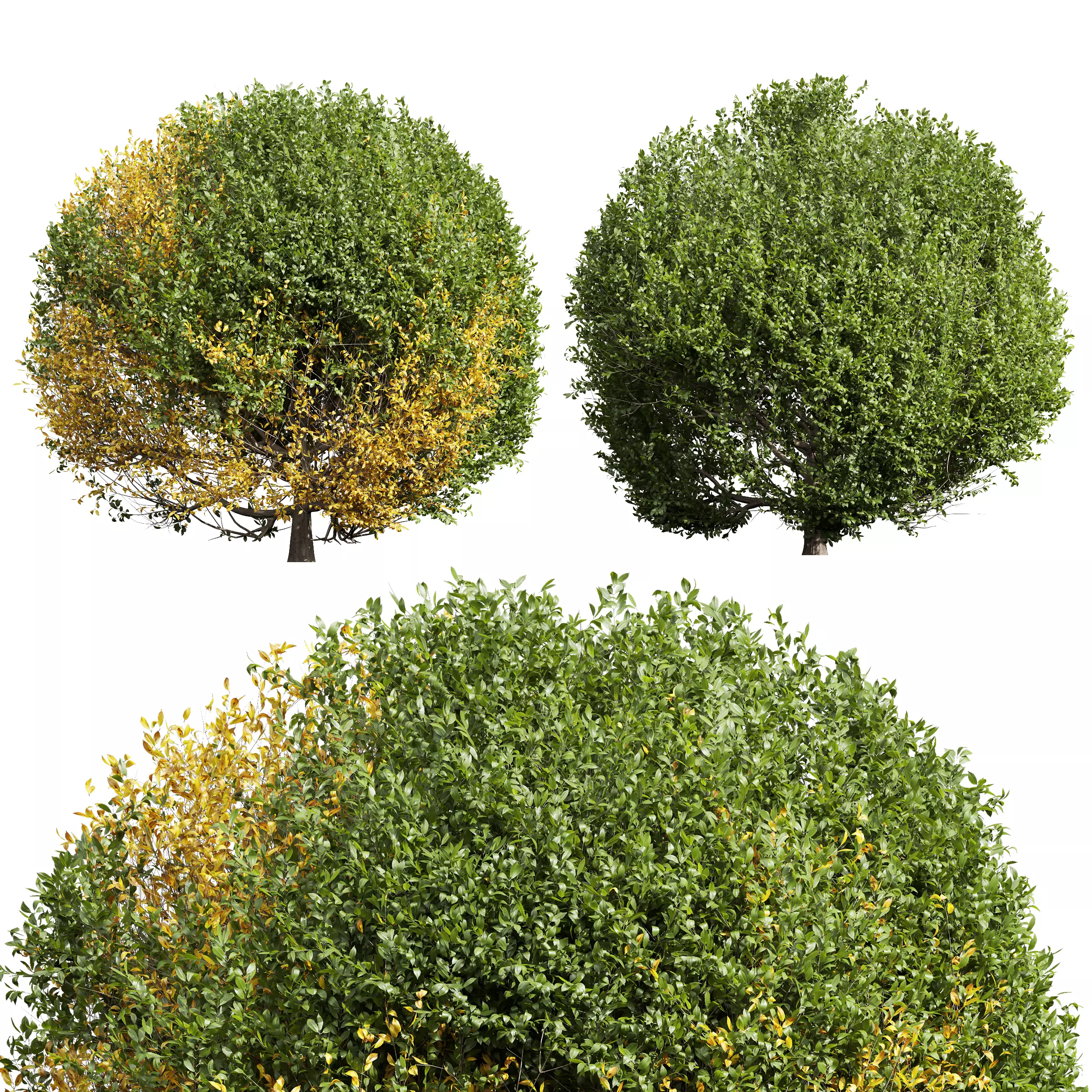 New Plant Ligustrum Quihoui Privet Pruned01 3D model
