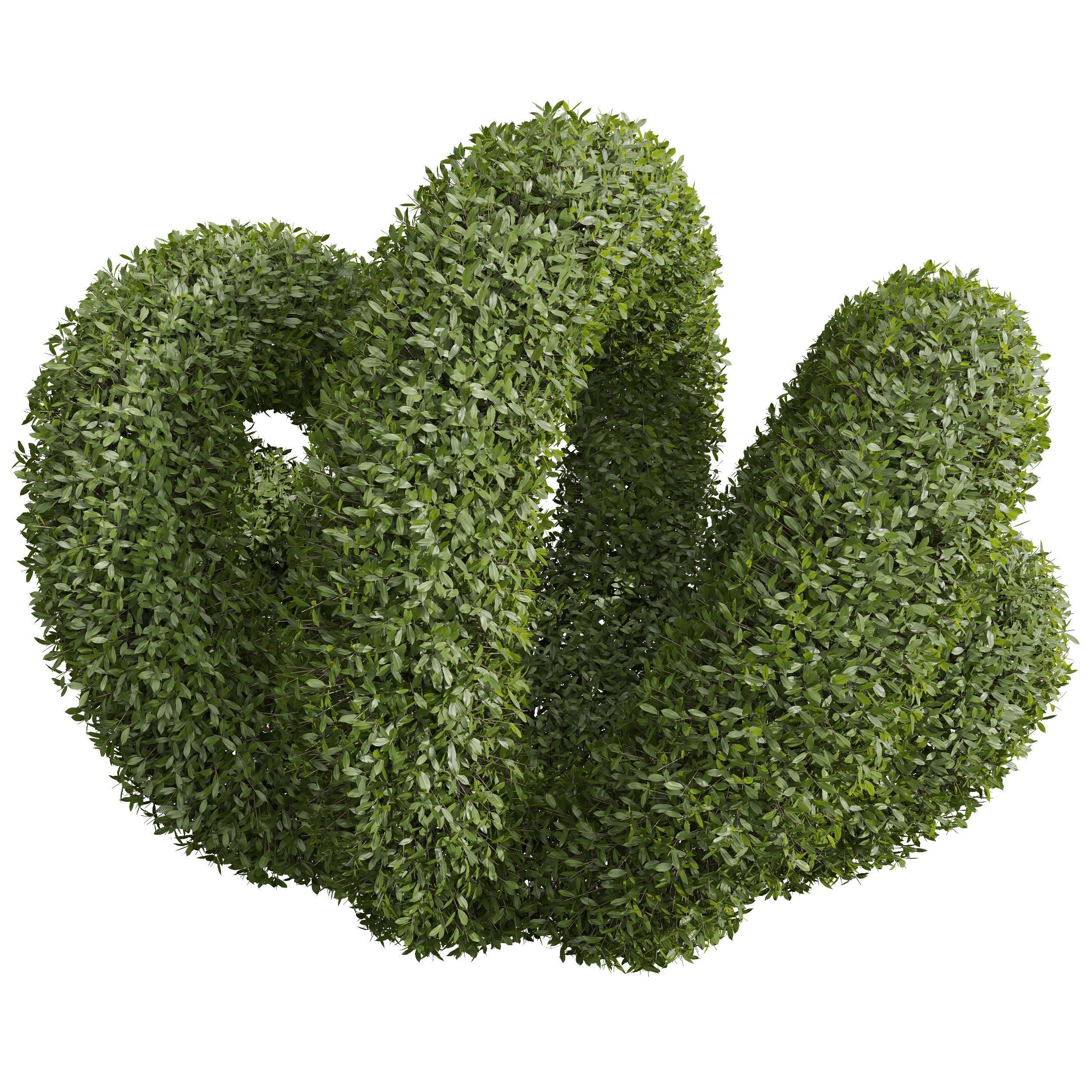New Plant Ligustrum Quihoui Privet Pruned02 3D model_2