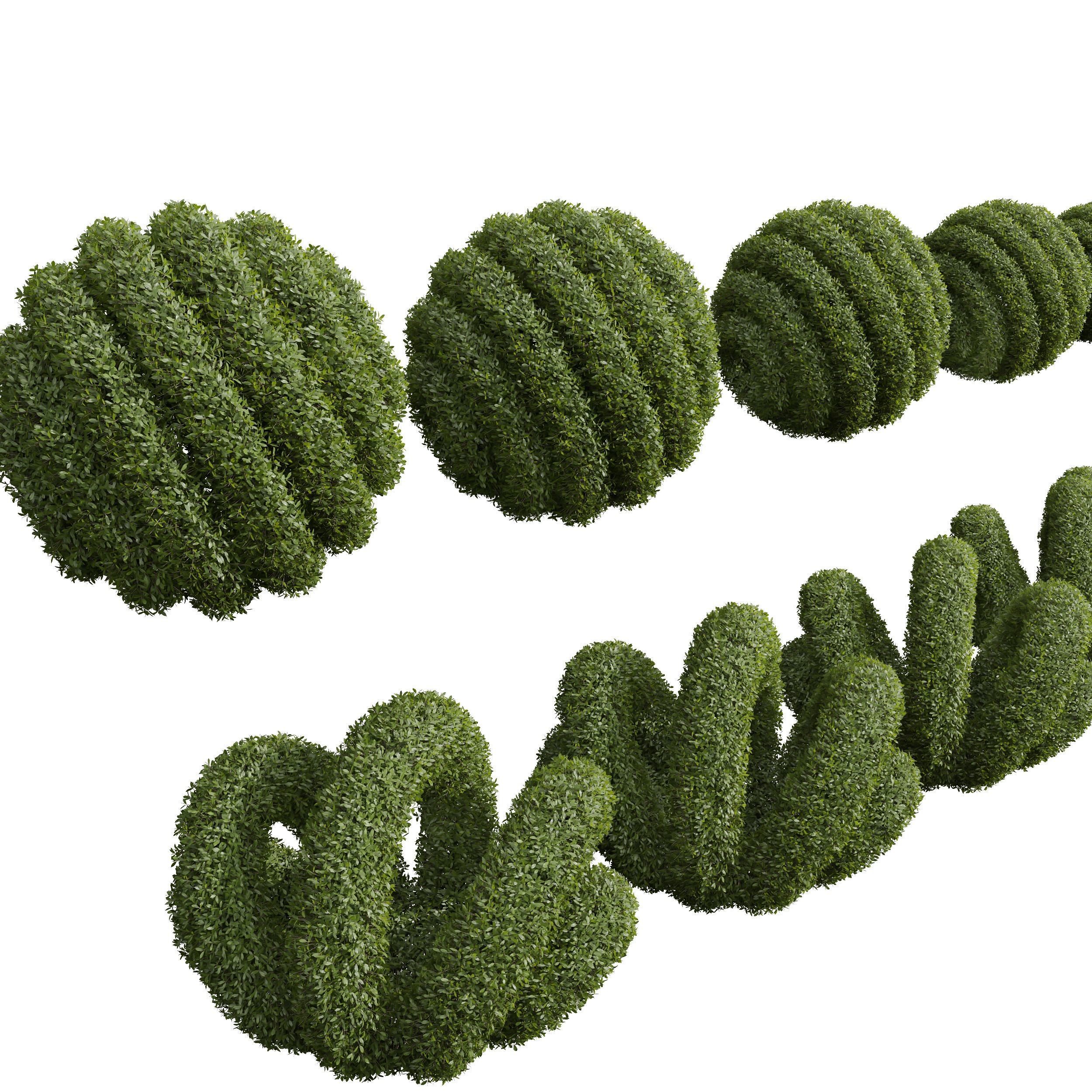 New Plant Ligustrum Quihoui Privet Pruned02 3D model_3