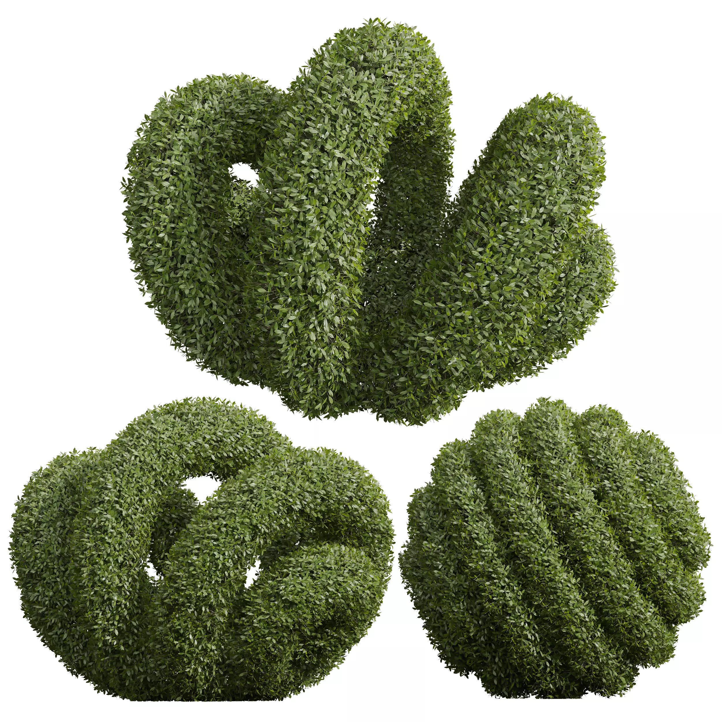 New Plant Ligustrum Quihoui Privet Pruned02 3D model_0