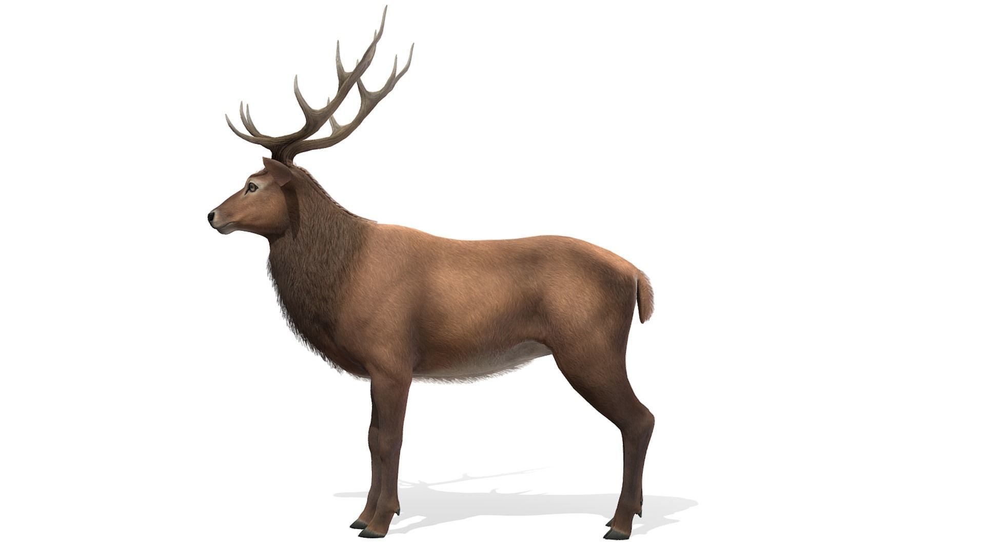 Red Deer stag Low-poly 3D model_4
