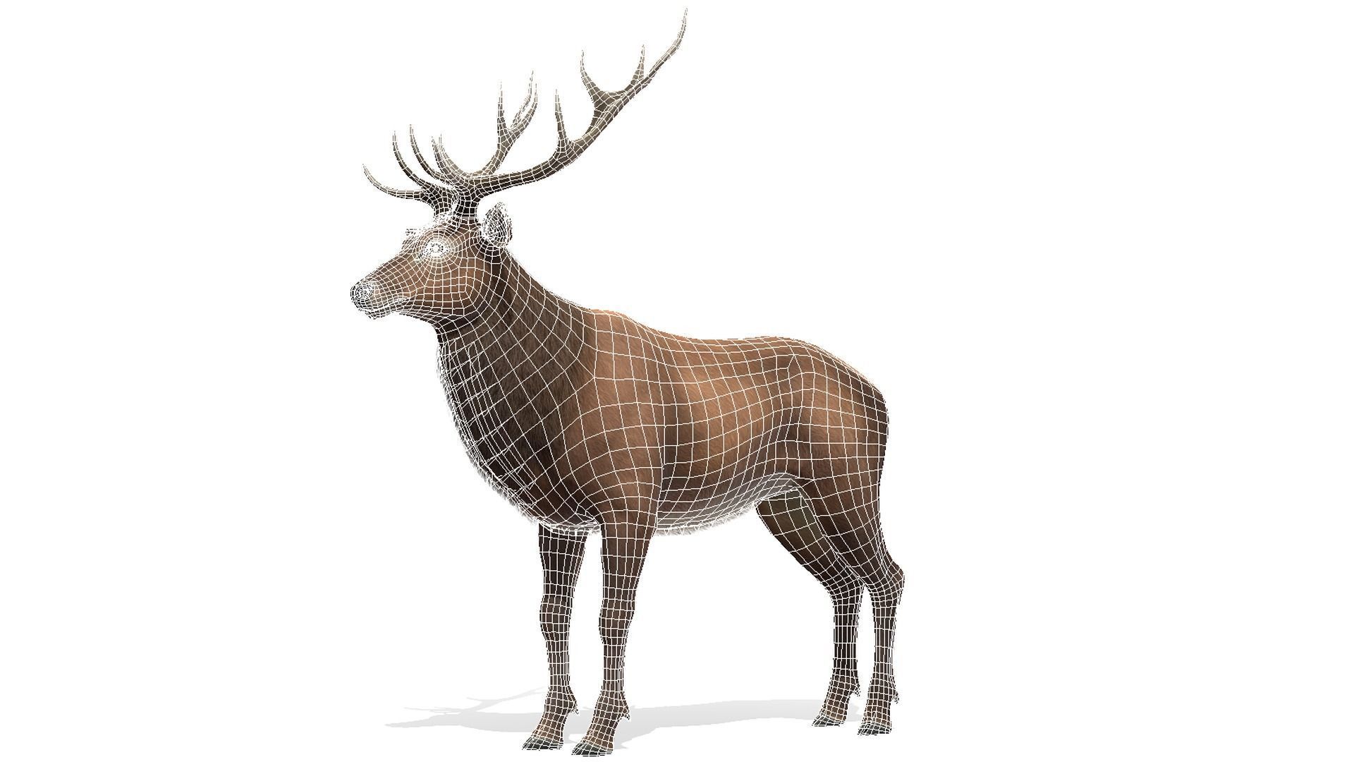 Red Deer stag Low-poly 3D model_2