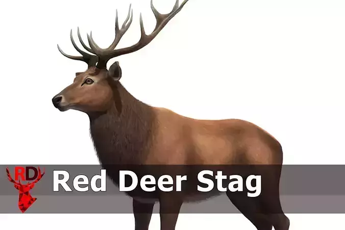 Red Deer stag Low-poly 3D model