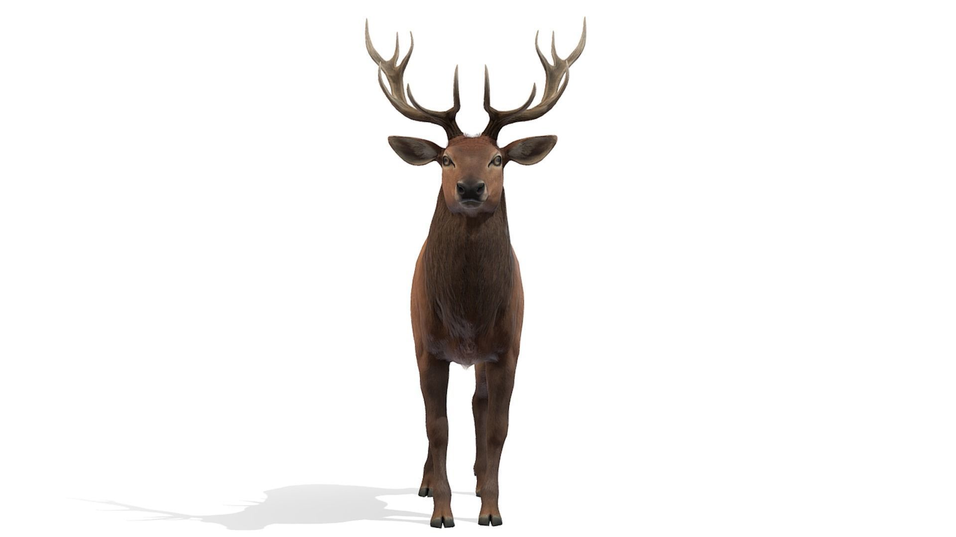 Red Deer stag Low-poly 3D model_8