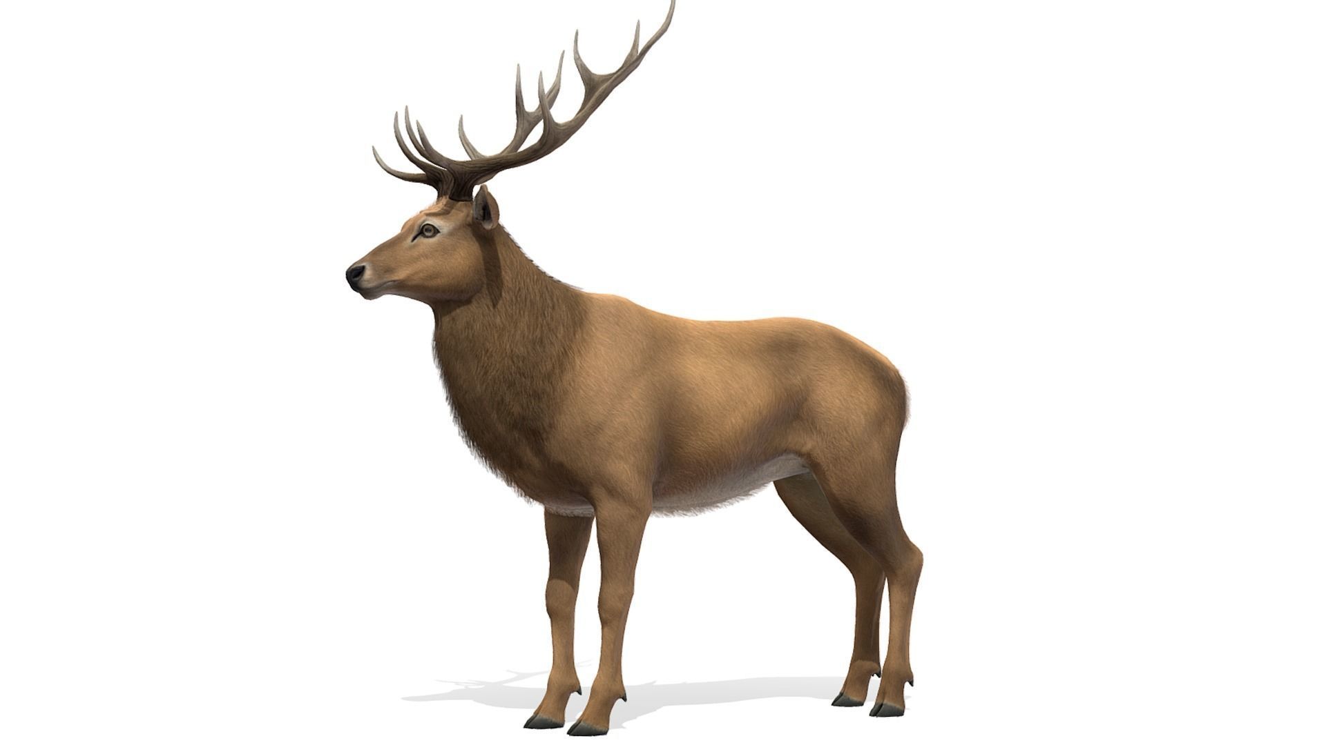 Red Deer stag Low-poly 3D model_13