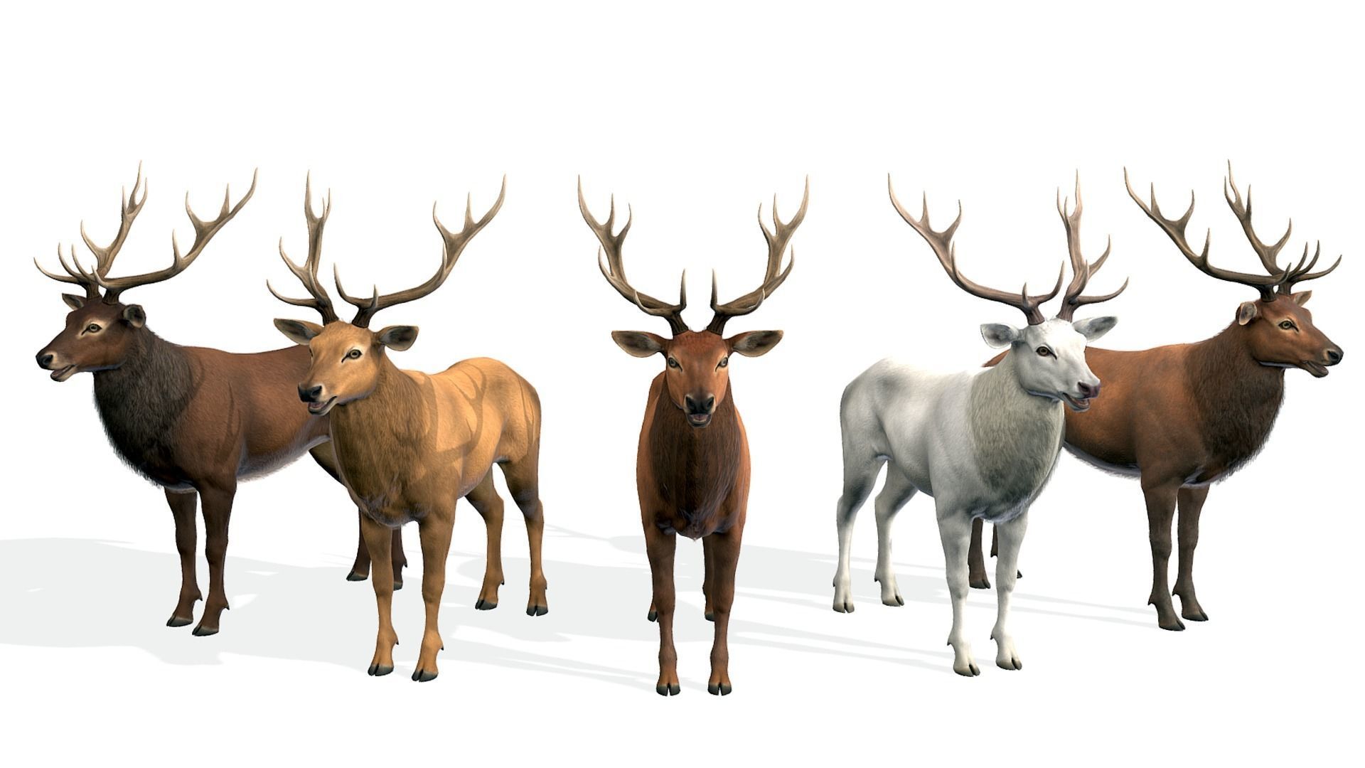 Red Deer stag Low-poly 3D model_3
