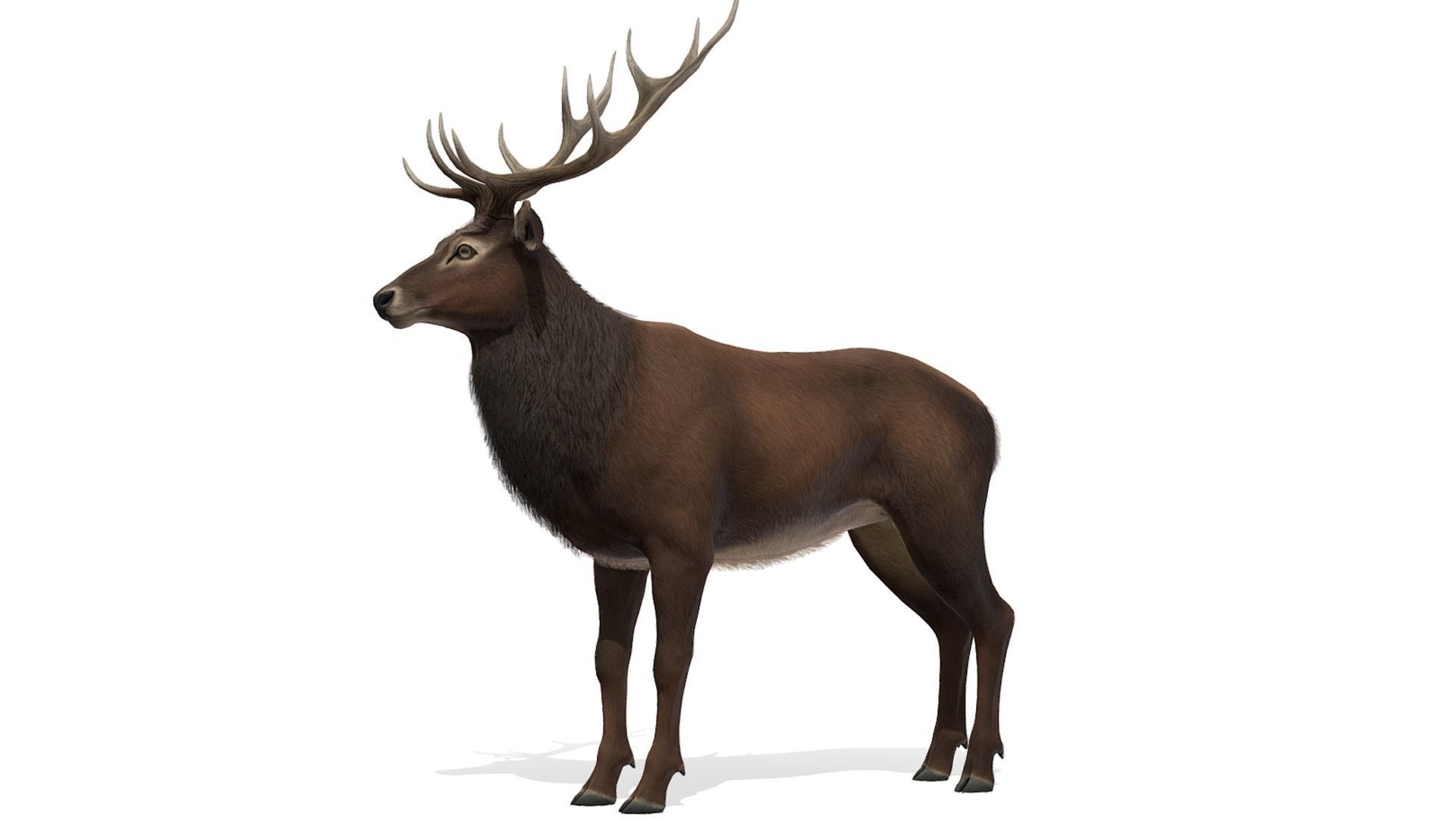 Red Deer stag Low-poly 3D model_14
