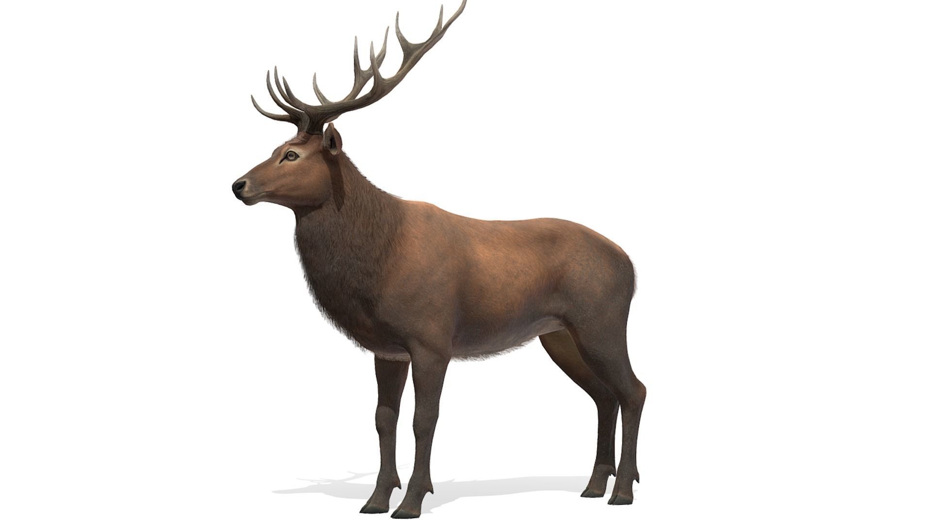 Red Deer stag Low-poly 3D model_16