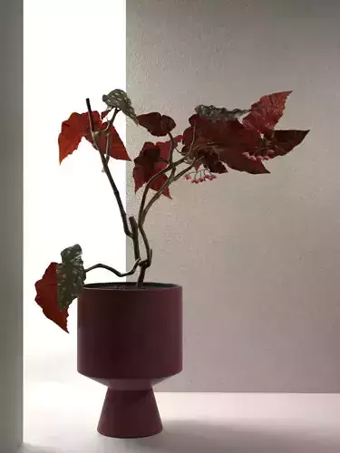 Polka Dot Begonia in Fiora Vase