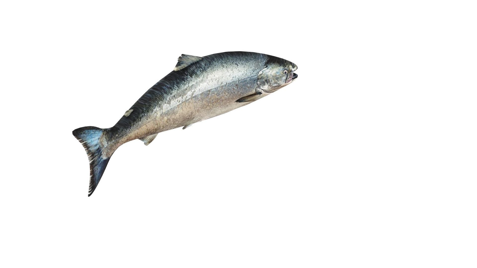 Animated and Rigged Swimming Salmon Fish 3D model_12