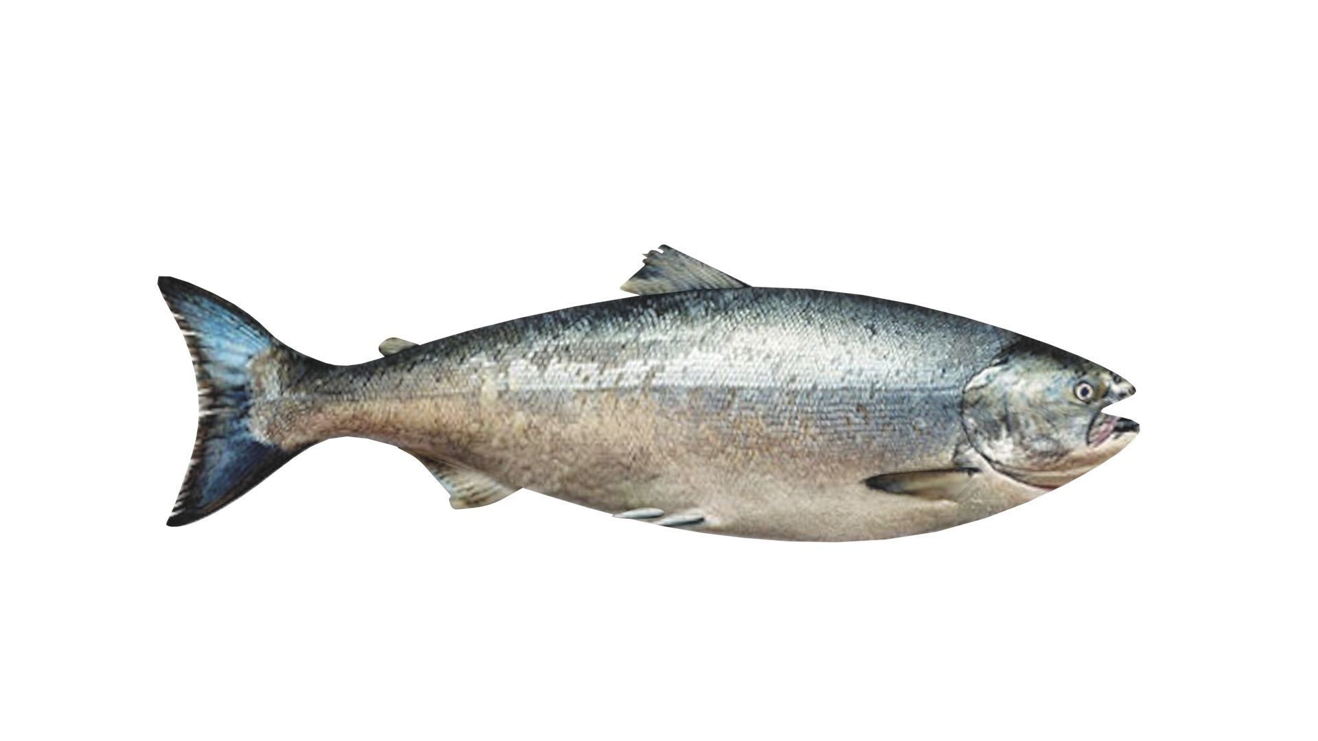 Animated and Rigged Swimming Salmon Fish 3D model_22