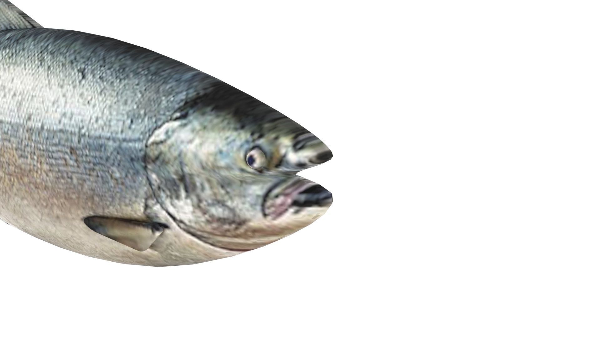 Animated and Rigged Swimming Salmon Fish 3D model_18