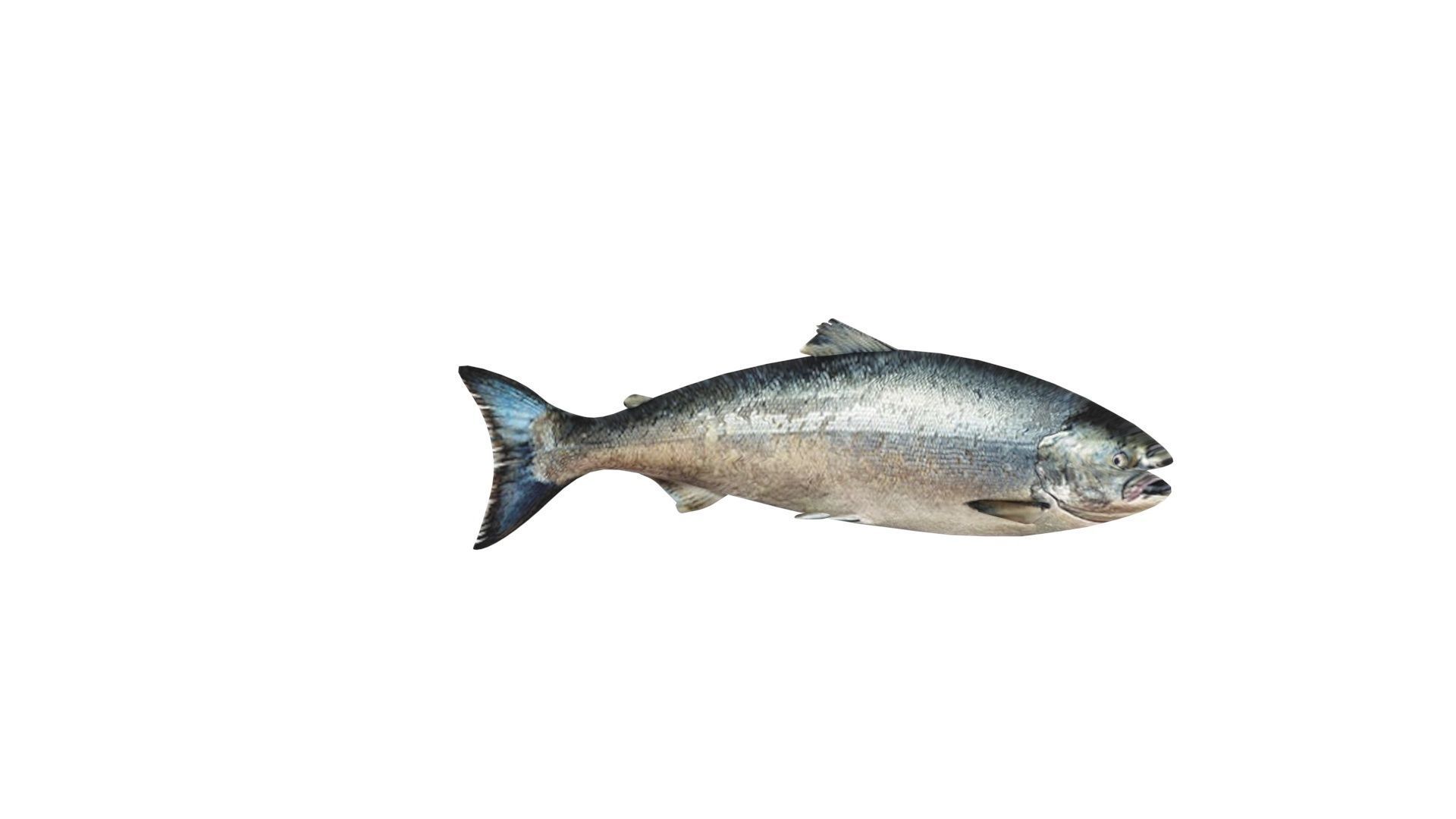 Animated and Rigged Swimming Salmon Fish 3D model_15