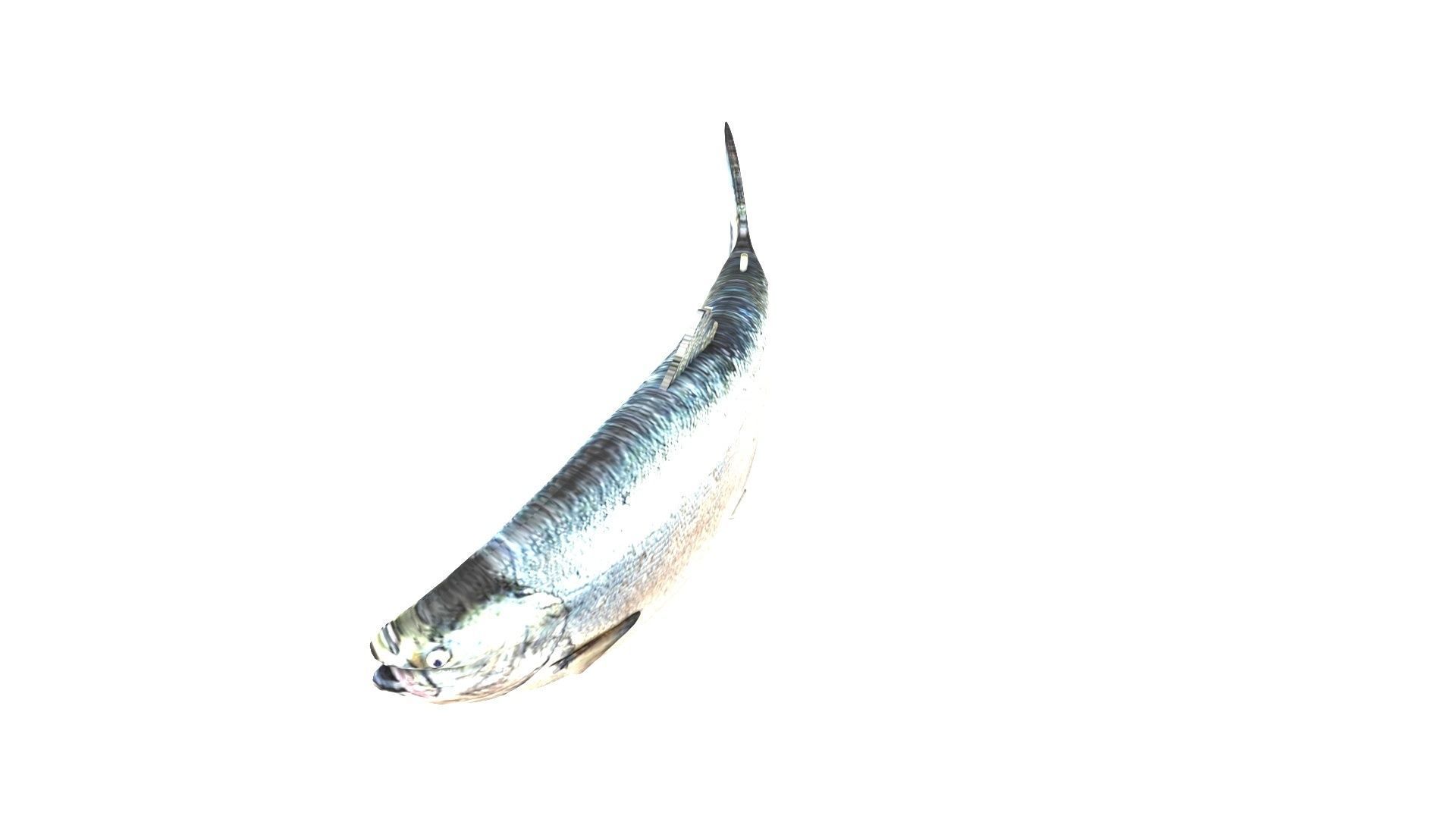 Animated and Rigged Swimming Salmon Fish 3D model_7