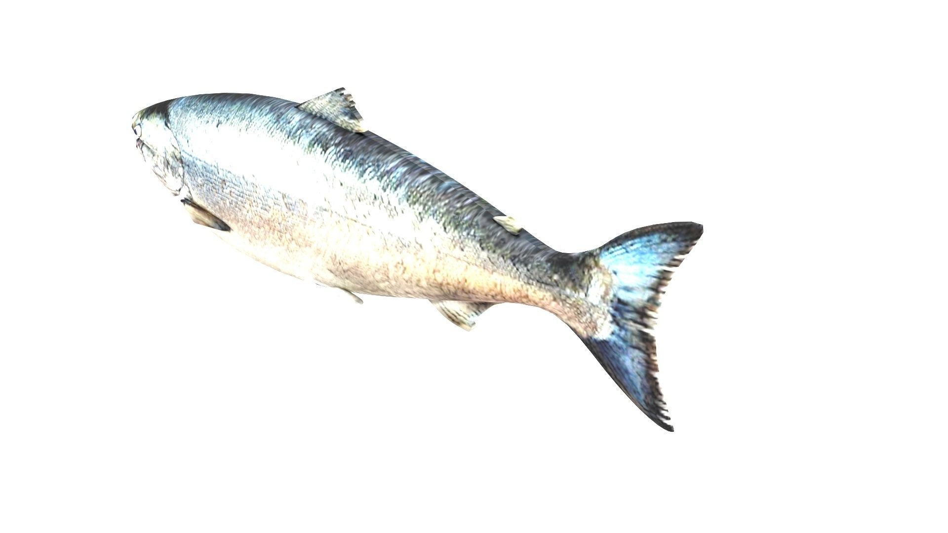 Animated and Rigged Swimming Salmon Fish 3D model_3