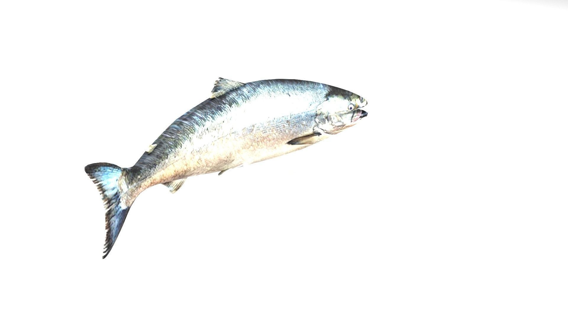 Animated and Rigged Swimming Salmon Fish 3D model_8