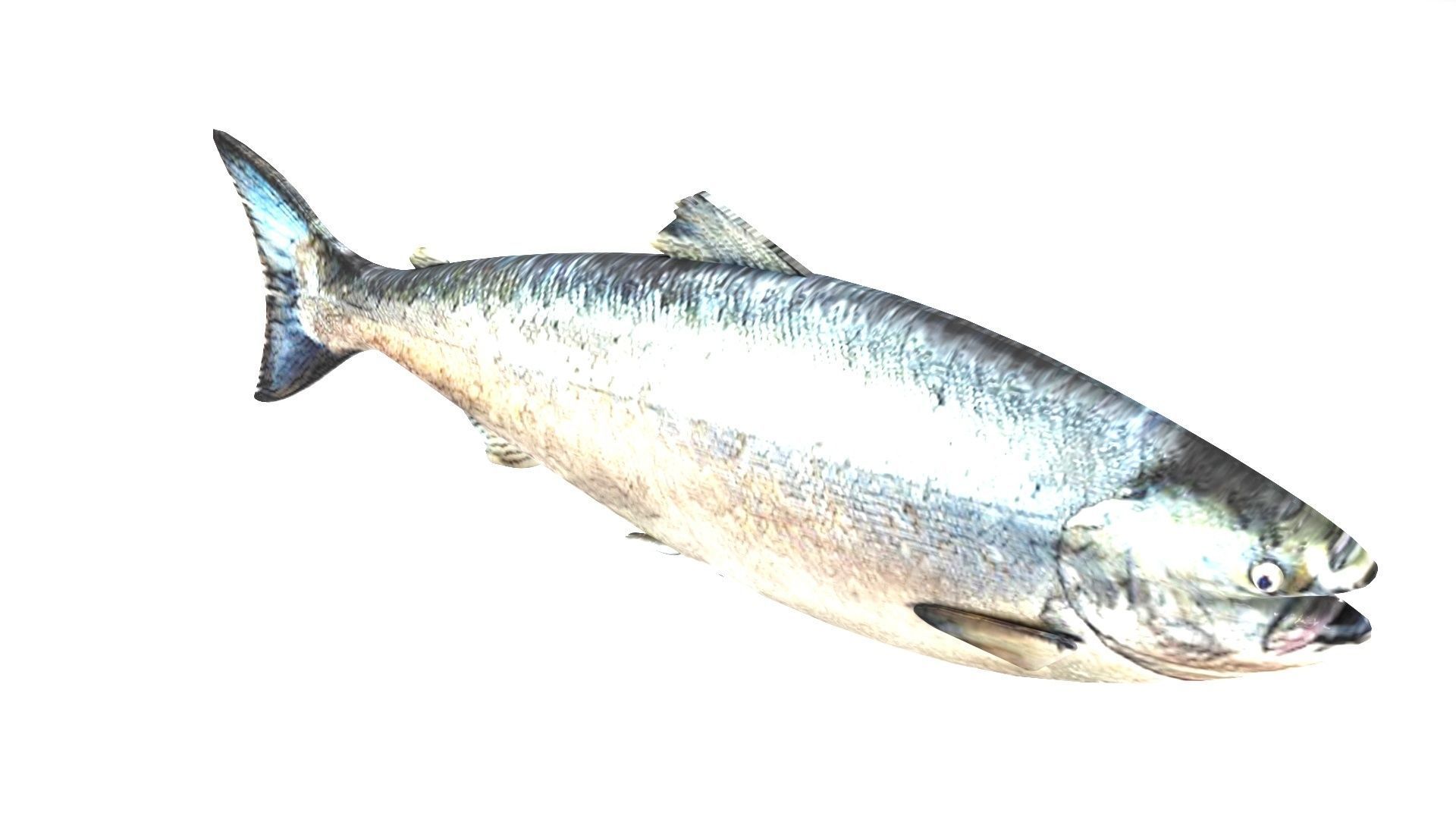 Animated and Rigged Swimming Salmon Fish 3D model_1