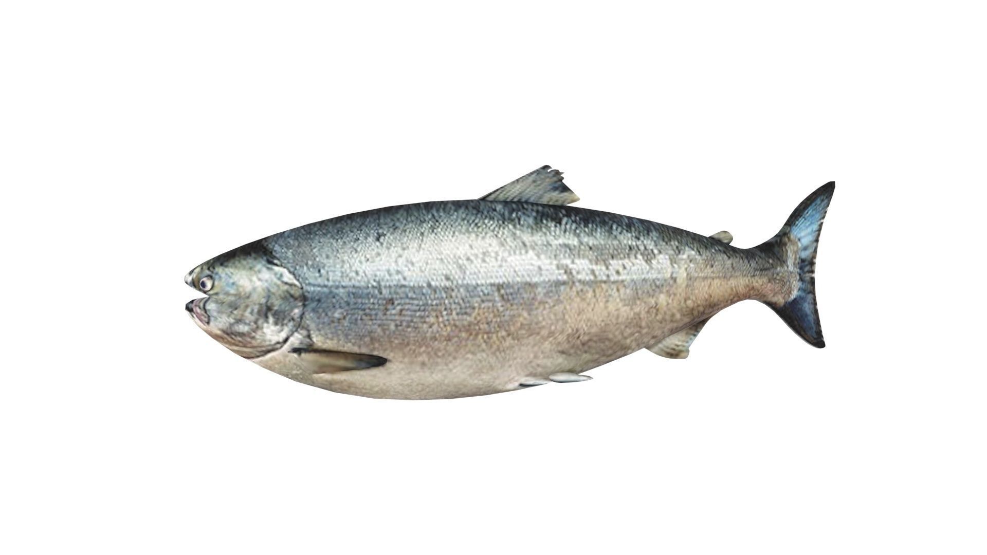 Animated and Rigged Swimming Salmon Fish 3D model_14