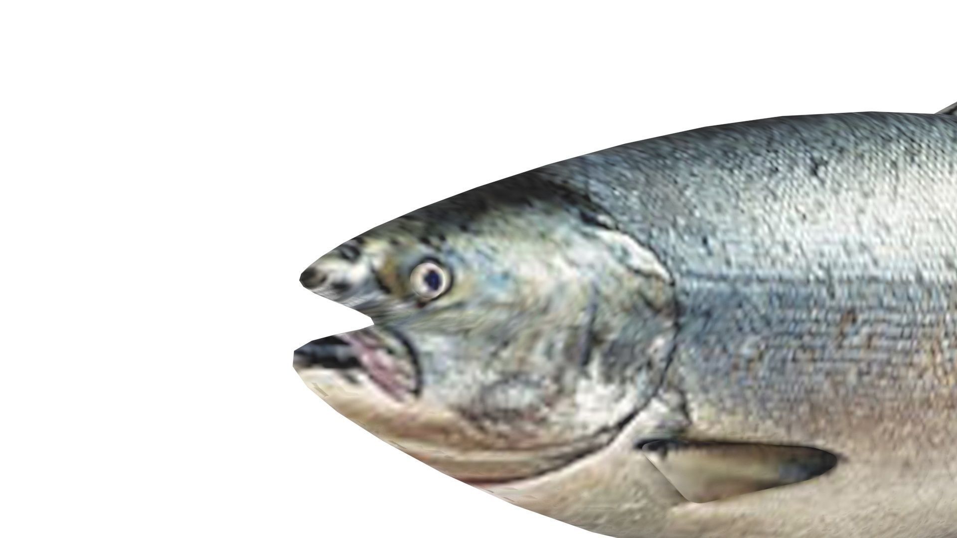 Animated and Rigged Swimming Salmon Fish 3D model_21