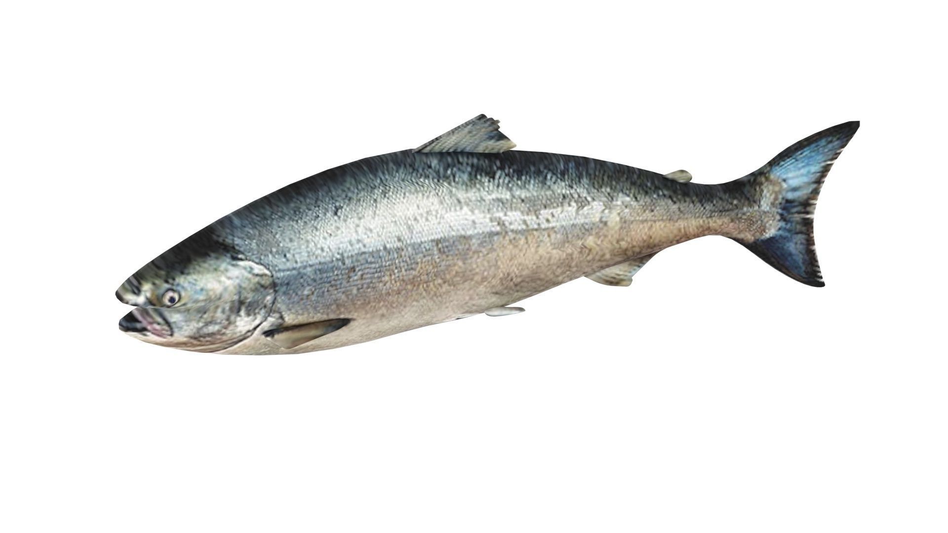 Animated and Rigged Swimming Salmon Fish 3D model_11