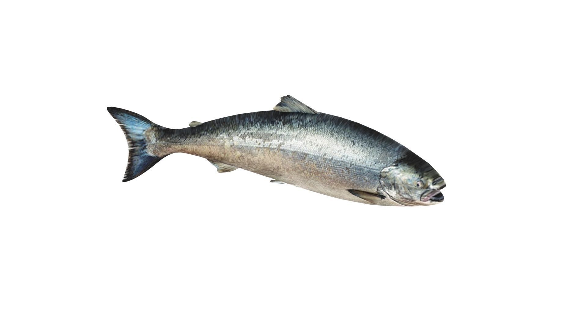 Animated and Rigged Swimming Salmon Fish 3D model_13